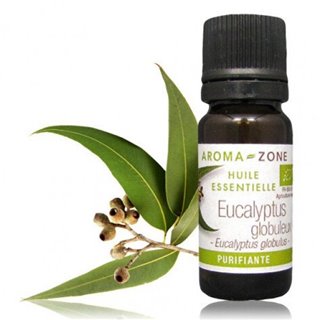 Tinh dầu khuynh diệp - Eucalyptus globulus