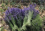 France - lavender Hoa oải hương khô lavendin