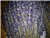 Hoa oải hương khô True lavender